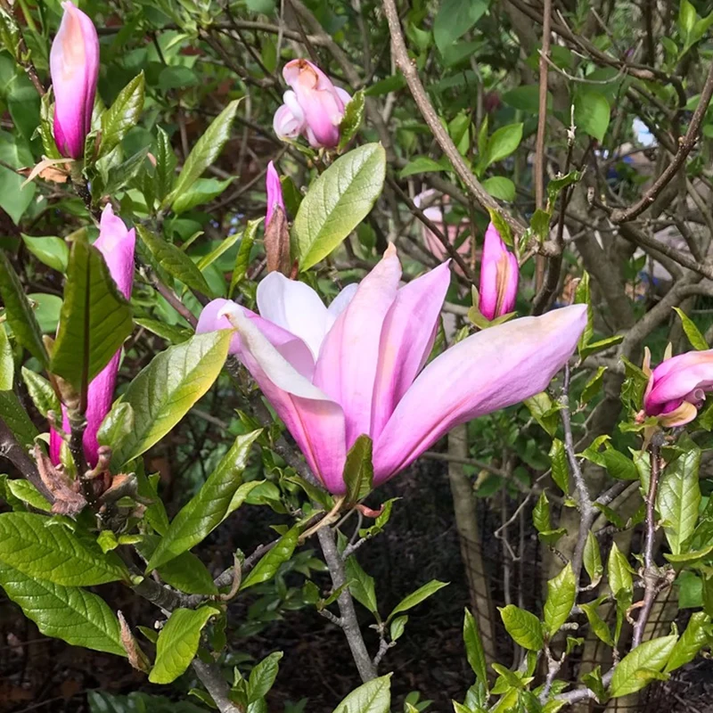 Magnolie 'Ricki'