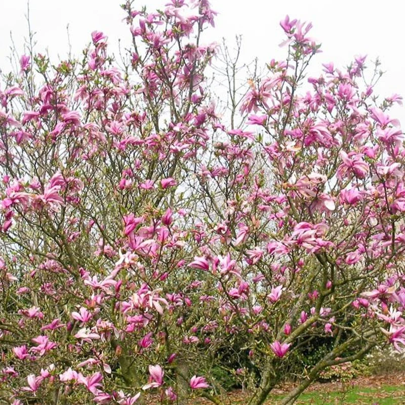Magnolie 'Ricki'