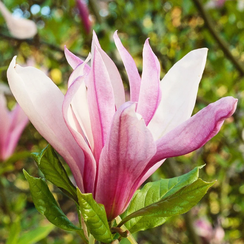 Magnolie 'Ricki'