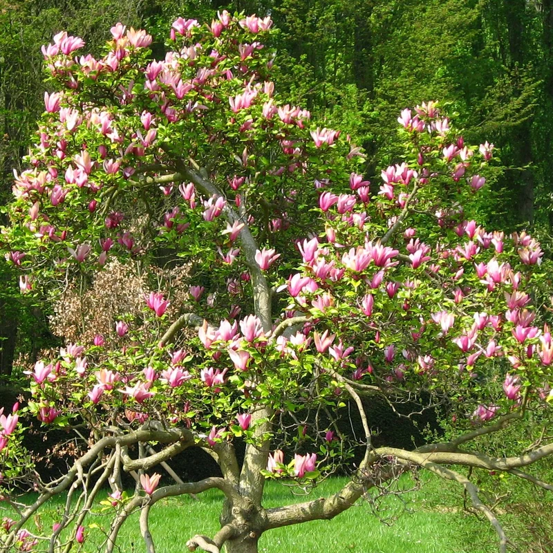 Magnolie 'Nigra'