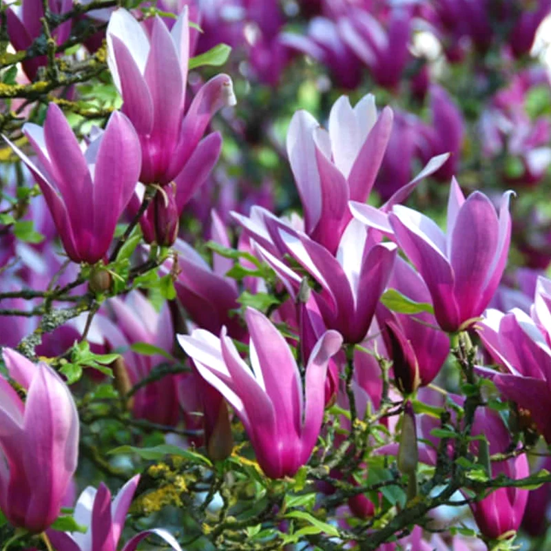 Magnolie 'Nigra'
