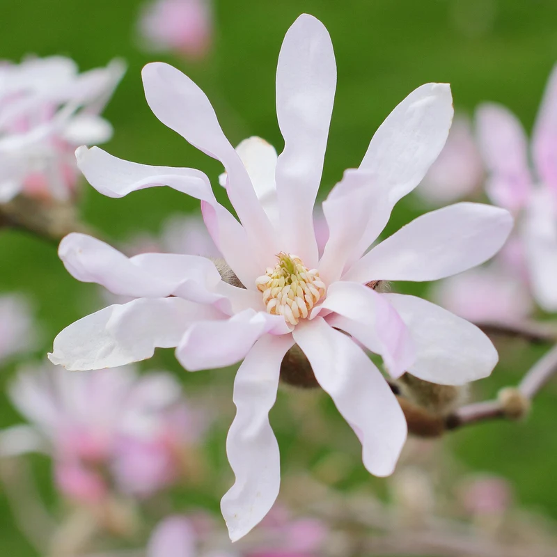 Magnolie 'Leonard Messel'