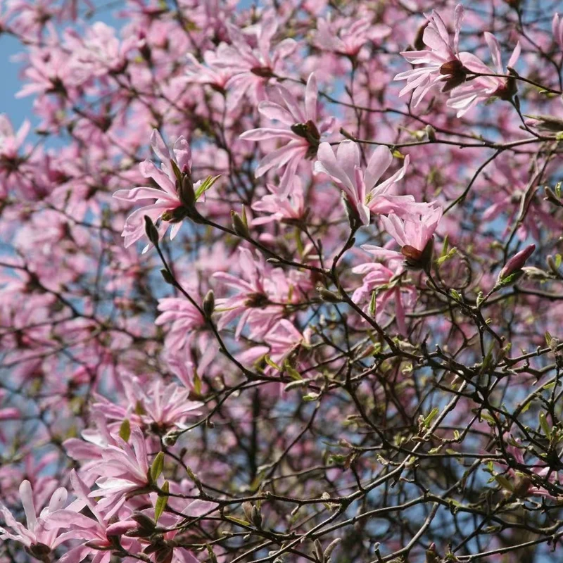 Magnolie 'Leonard Messel'