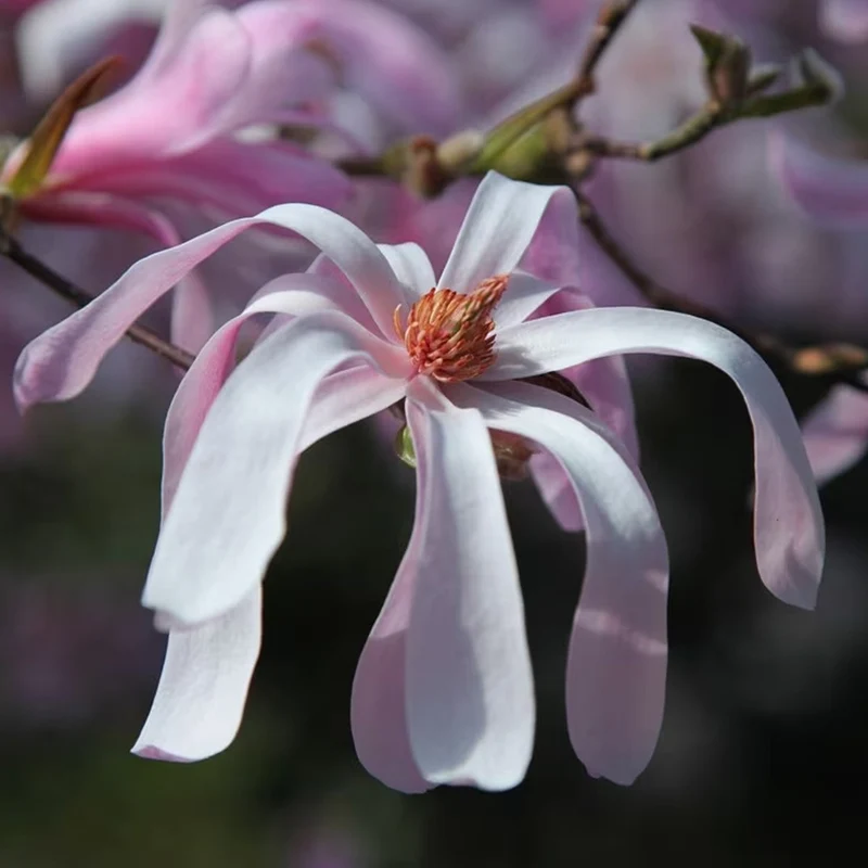 Magnolie 'Leonard Messel'