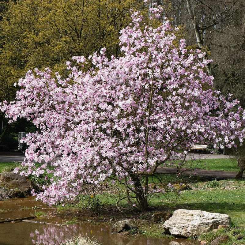 Magnolie 'Leonard Messel'