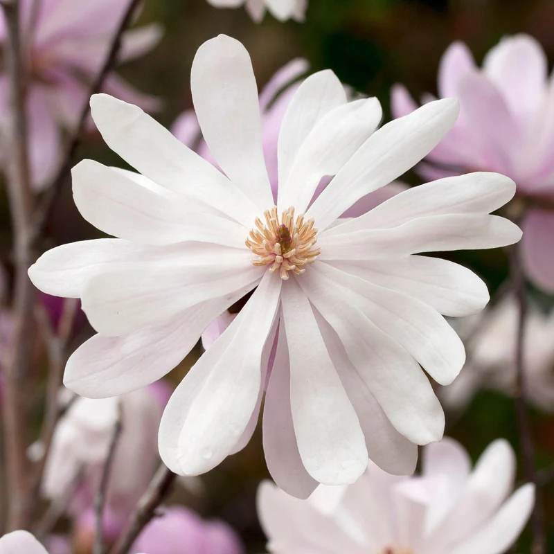 Magnolie 'Merrill'