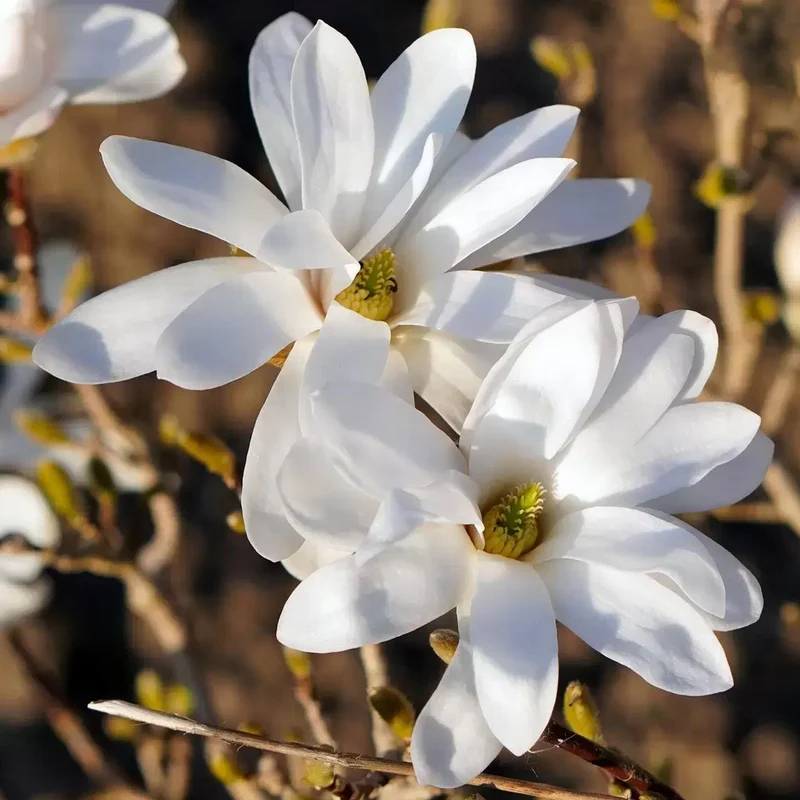 Magnolie 'Merrill'