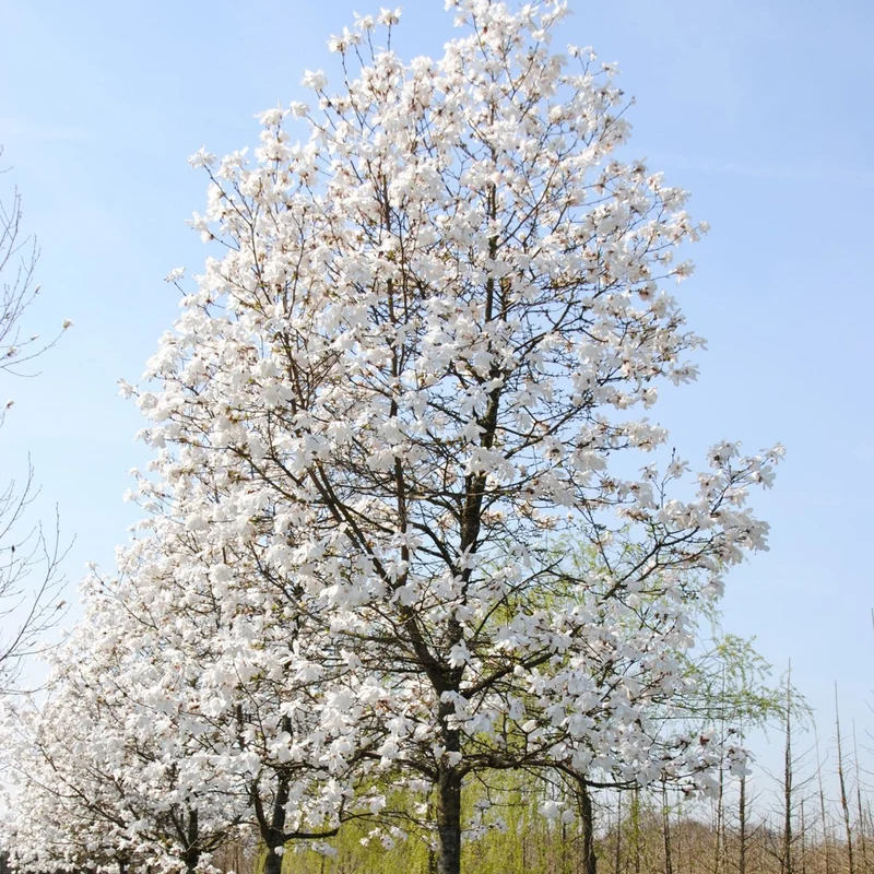 Magnolie 'Merrill'