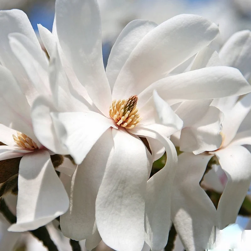 Magnolie 'Merrill'