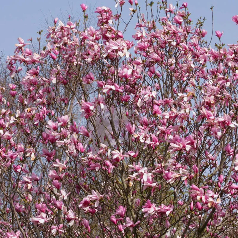 Magnolie 'Galaxy'