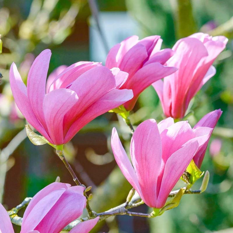 Magnolie 'Galaxy'
