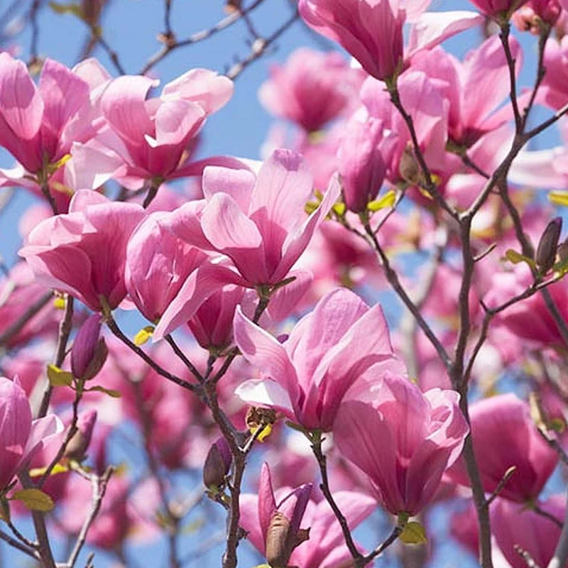 Magnolie 'Galaxy'
