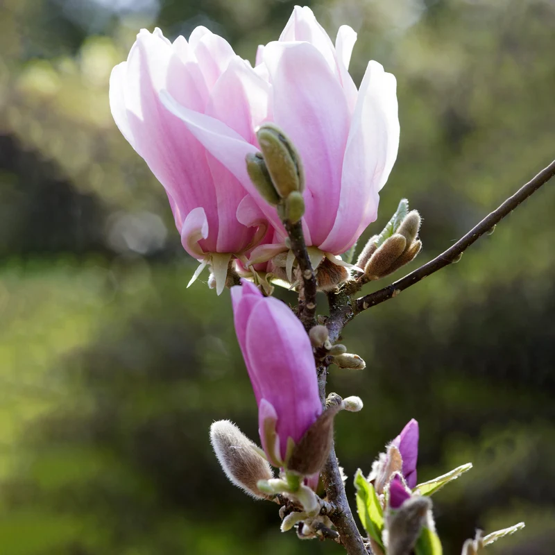 Magnolie 'George Henry Kern'