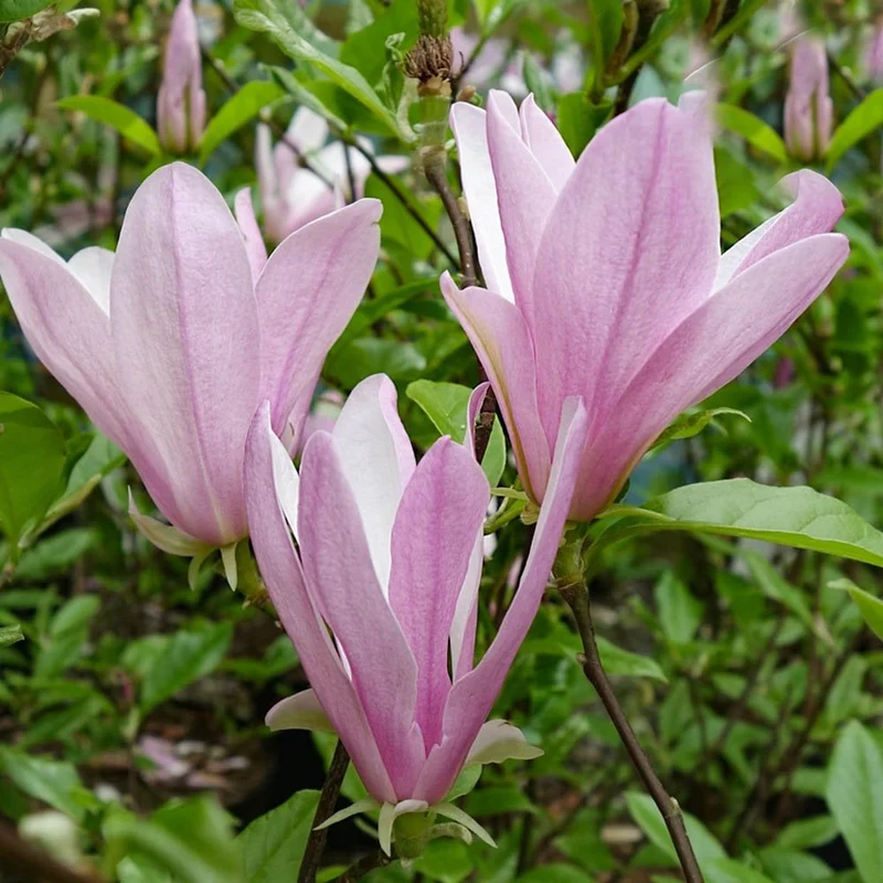 Magnolie 'George Henry Kern'