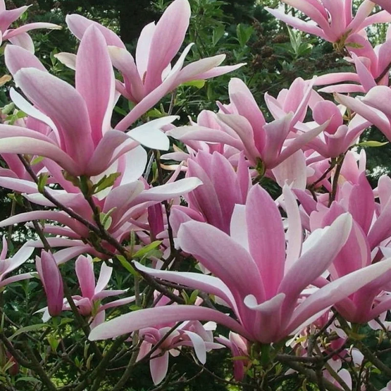 Magnolie 'George Henry Kern'