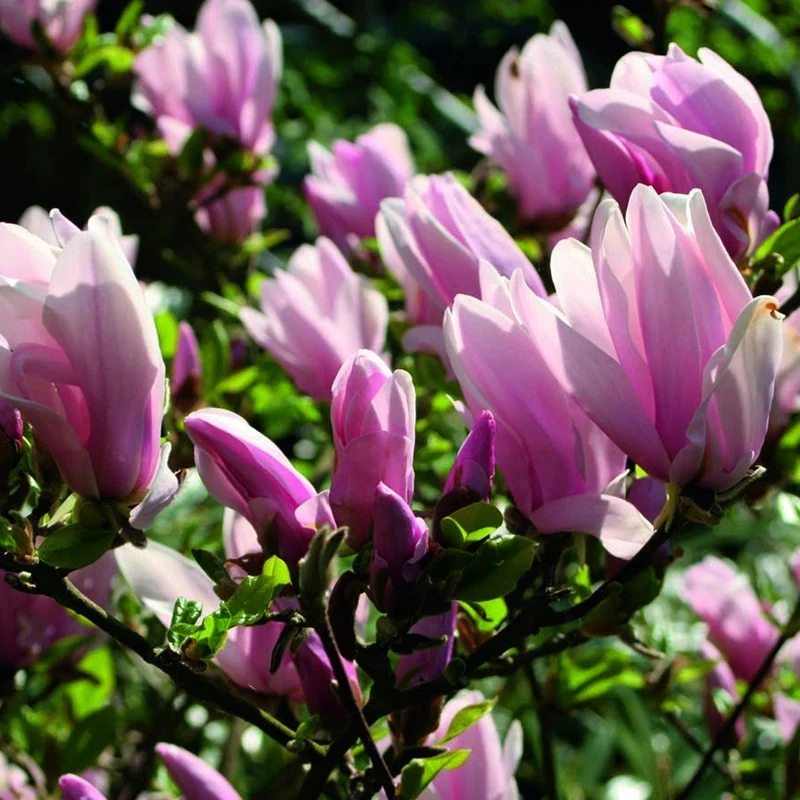 Magnolie 'George Henry Kern'