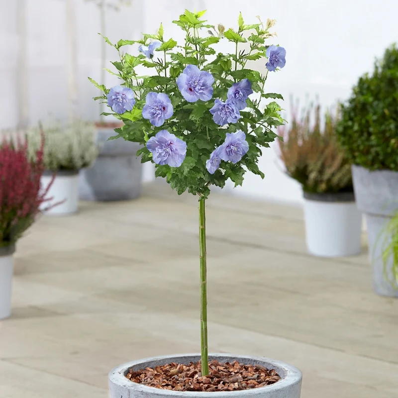 Hibiskus 'Blue Chiffon' Terrassenbaum