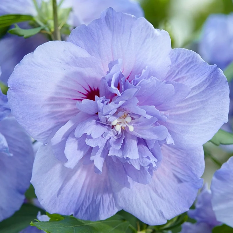 Hibiskus 'Blue Chiffon' Terrassenbaum
