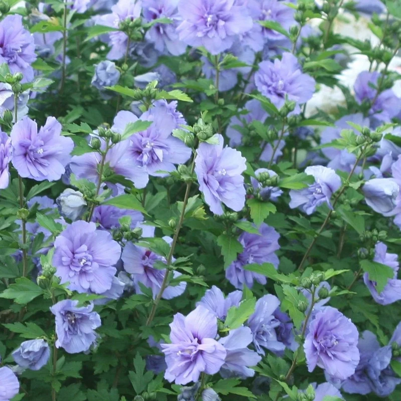 Hibiskus 'Blue Chiffon' Terrassenbaum