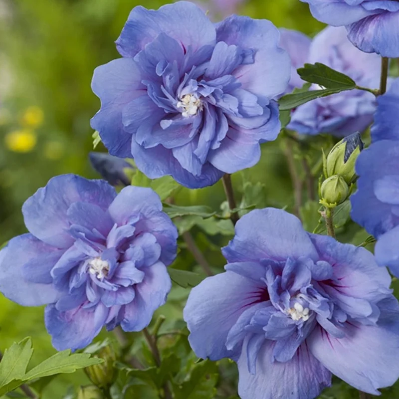 Hibiskus 'Blue Chiffon' Terrassenbaum