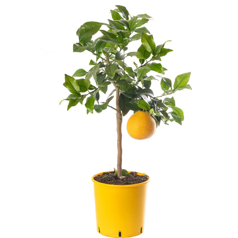 Grapefruitbaum