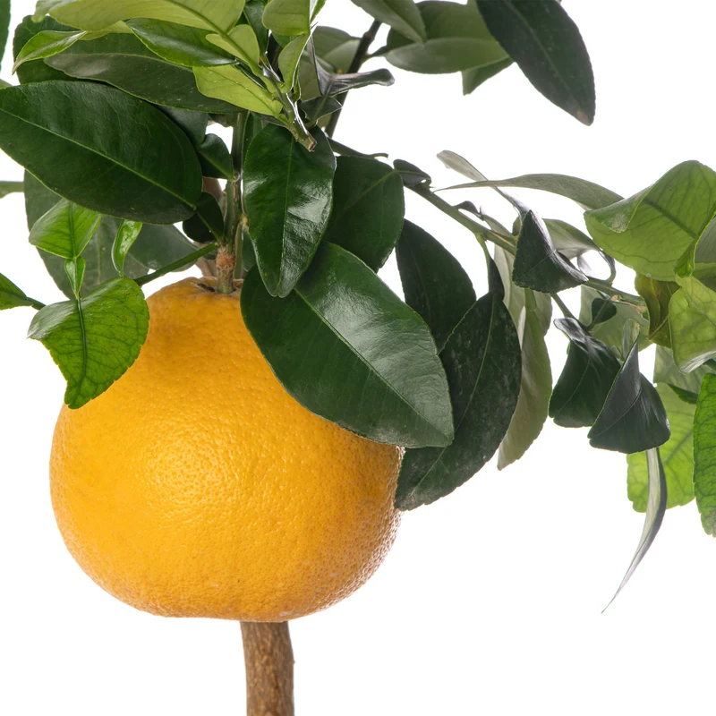 Grapefruitbaum