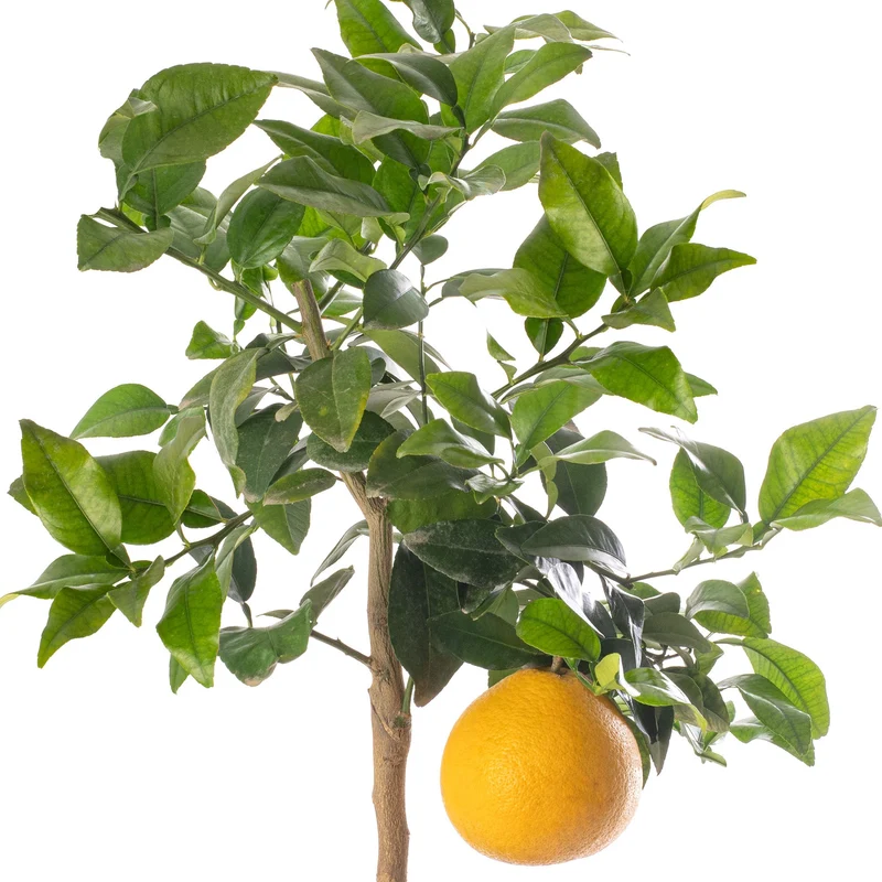 Grapefruitbaum