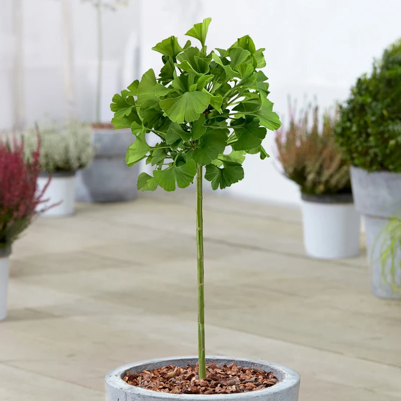 Ginkgo 'Mariken' Terrassenbaum