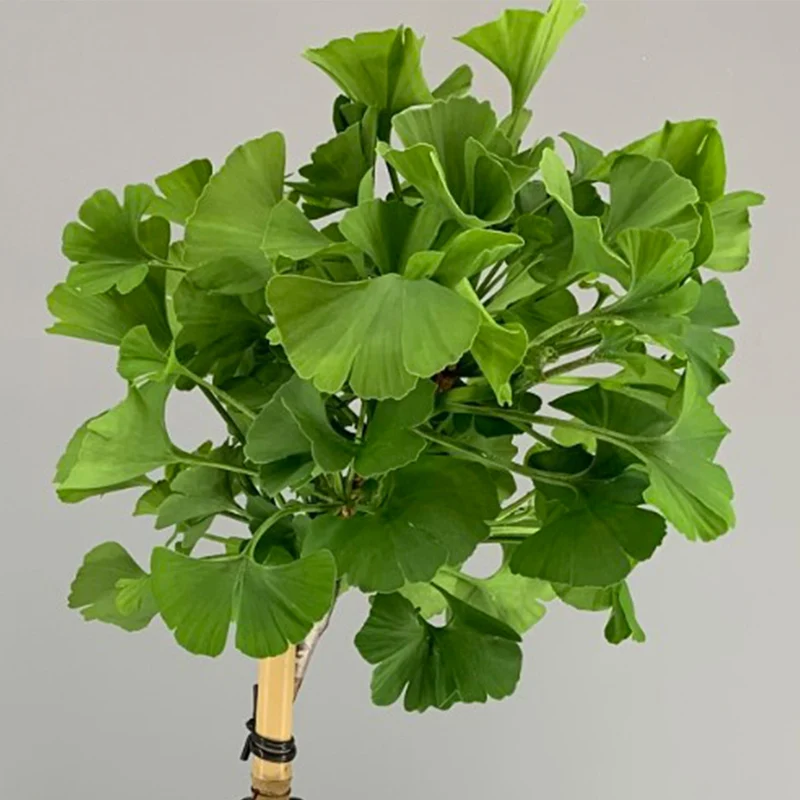 Ginkgo 'Mariken' Terrassenbaum