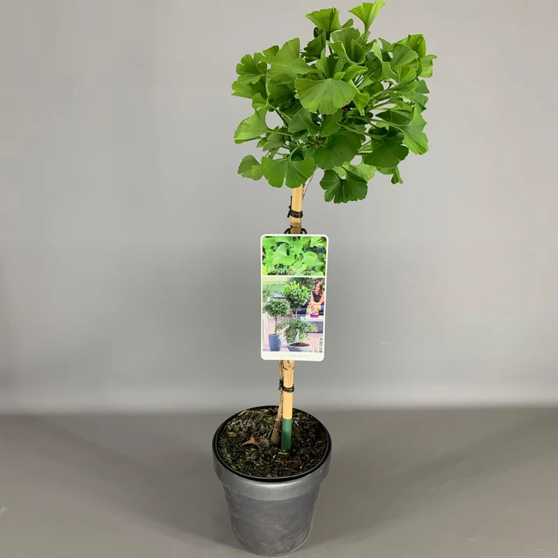 Ginkgo 'Mariken' Terrassenbaum