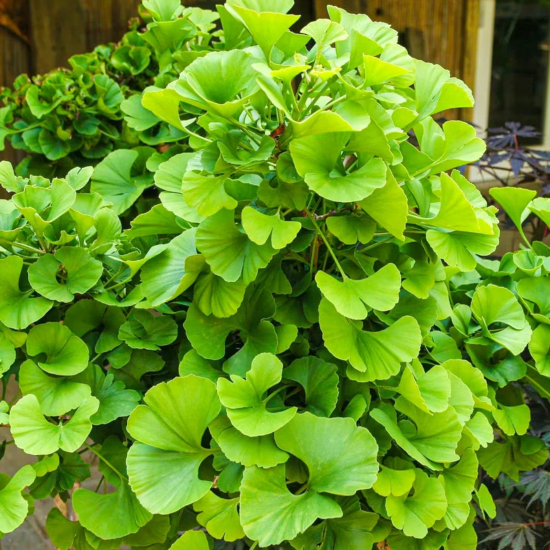 Ginkgo 'Mariken' Terrassenbaum