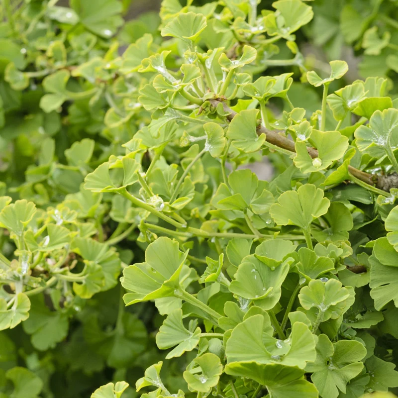 Ginkgo 'Mariken' Terrassenbaum