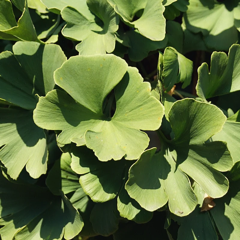 Ginkgo 'Mariken' Terrassenbaum