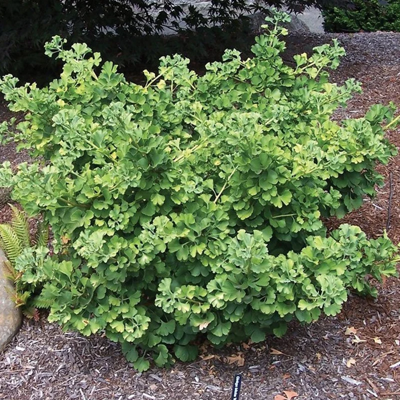 Ginkgo 'Mariken' Terrassenbaum