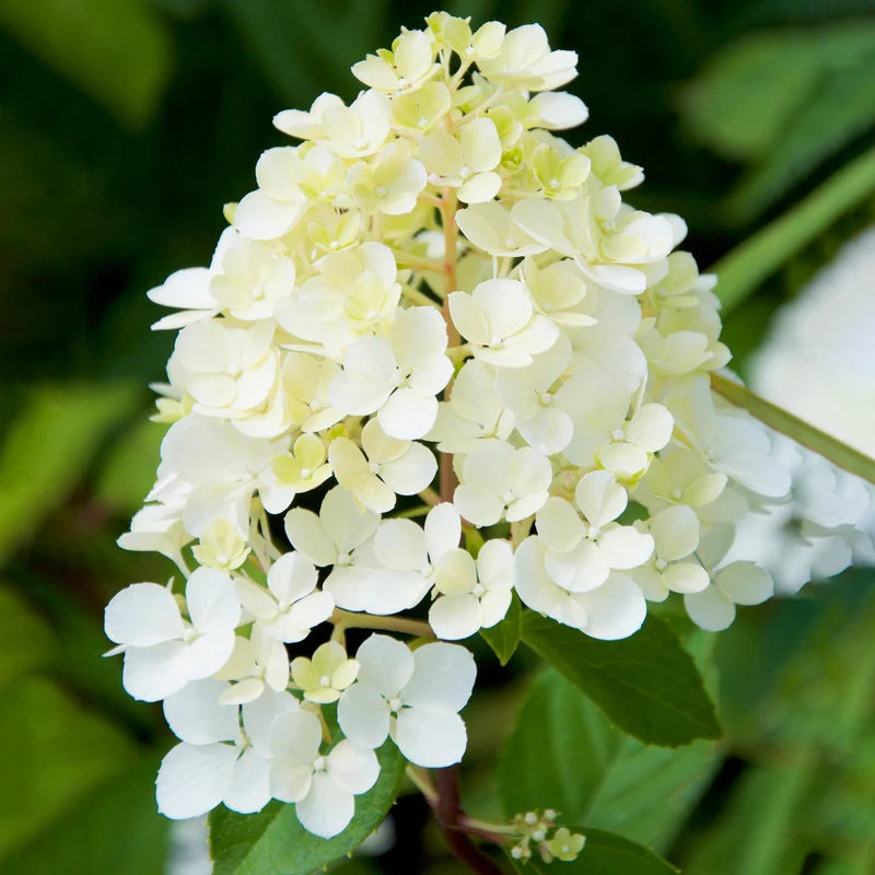 Rispenhortensie 'Phantom'