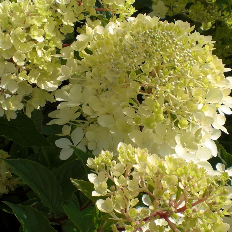 Rispenhortensie 'Phantom'