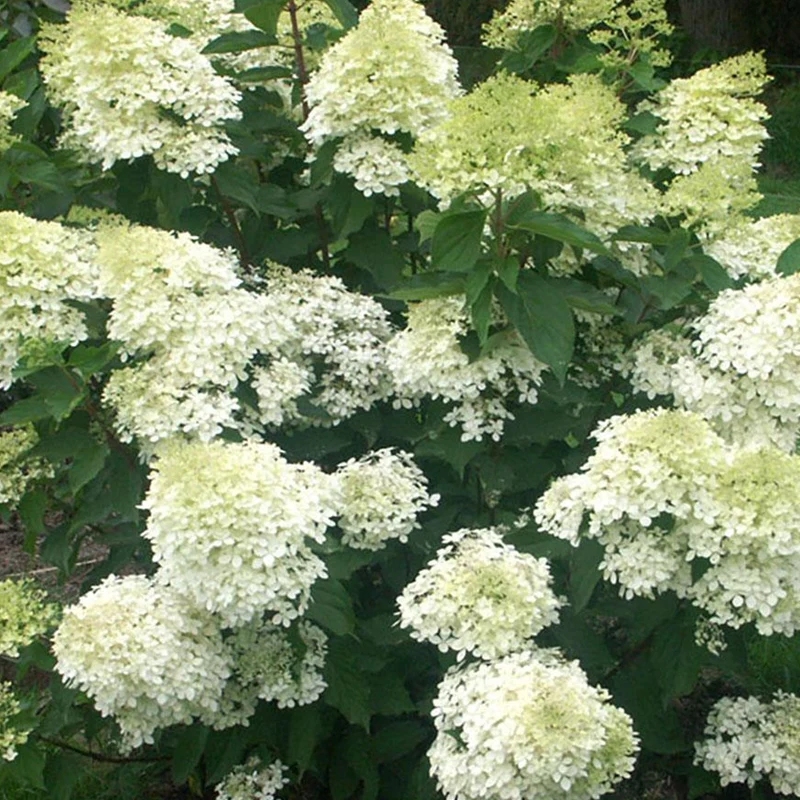 Rispenhortensie 'Phantom'