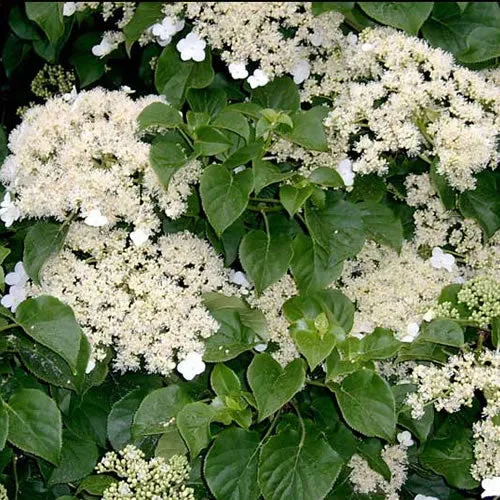 Kletterhortensie