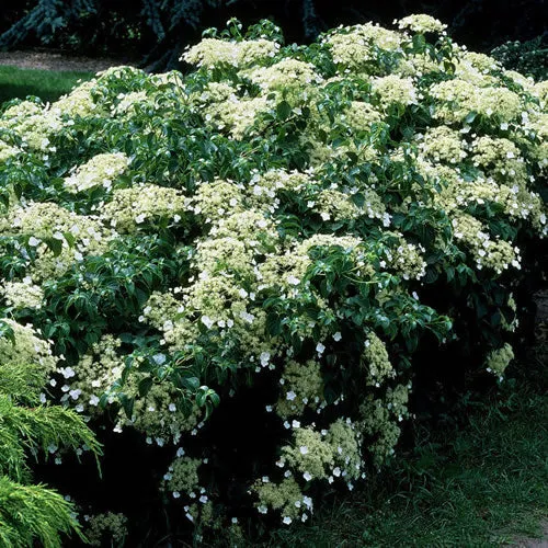 Kletterhortensie