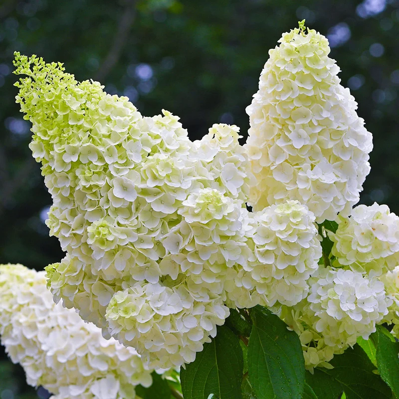 Rispenhortensie 'Little Spooky'