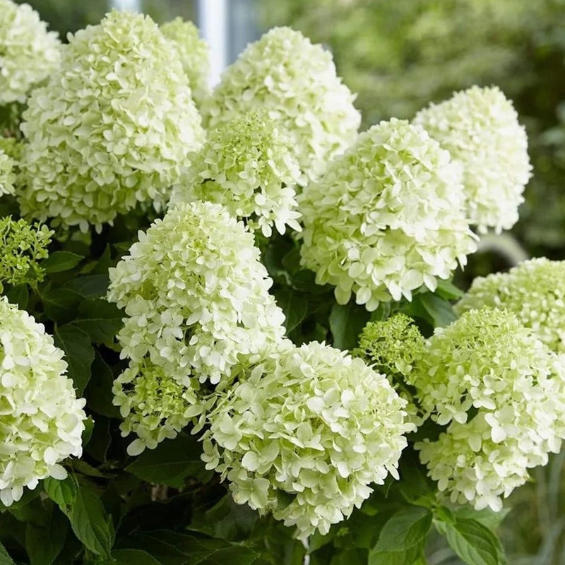 Rispenhortensie 'Little Spooky'