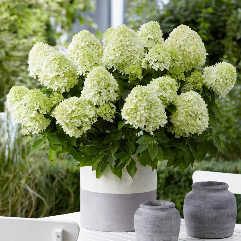 Rispenhortensie 'Little Spooky'