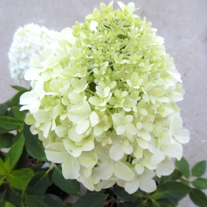 Rispenhortensie 'Little Spooky'