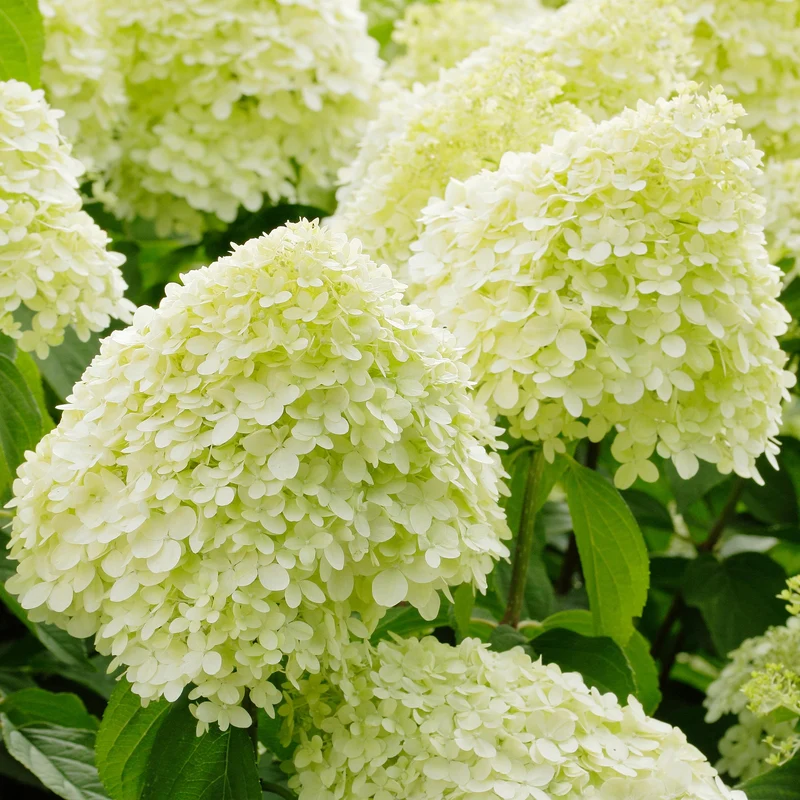 Rispenhortensie 'Limelight'