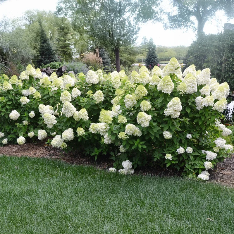 Rispenhortensie 'Limelight'