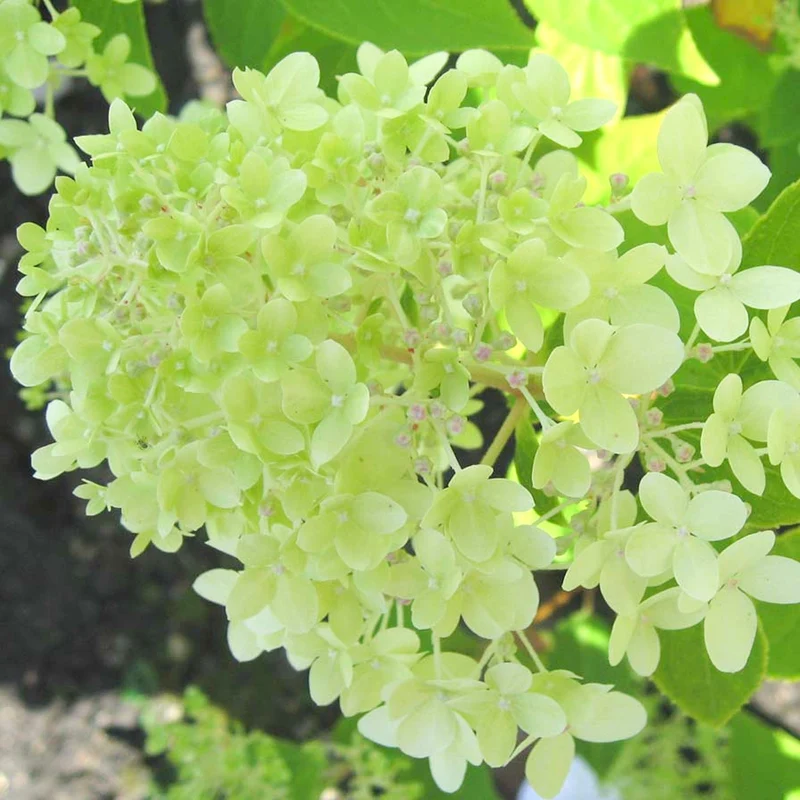 Rispenhortensie 'Limelight'