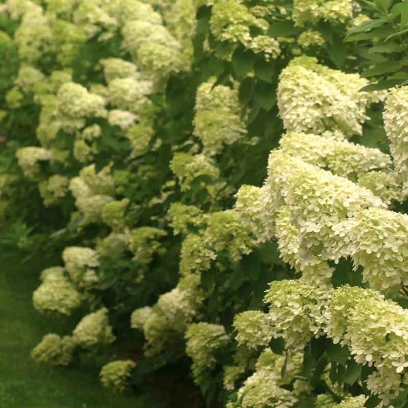 Rispenhortensie 'Limelight'
