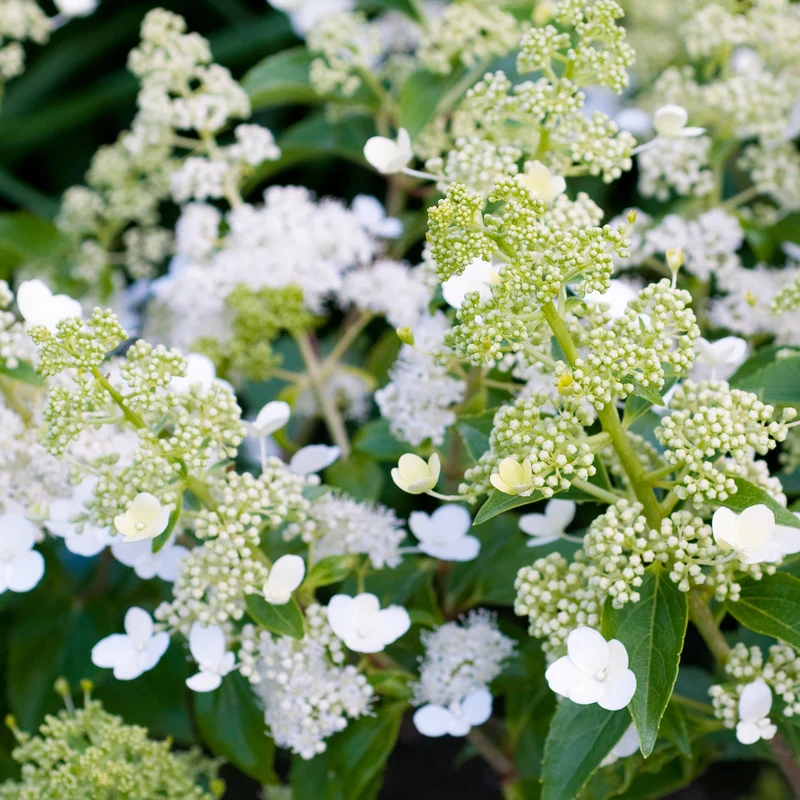 Rispenhortensie 'Kyushu'