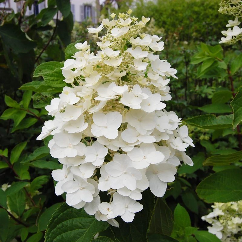 Rispenhortensie 'Kyushu'
