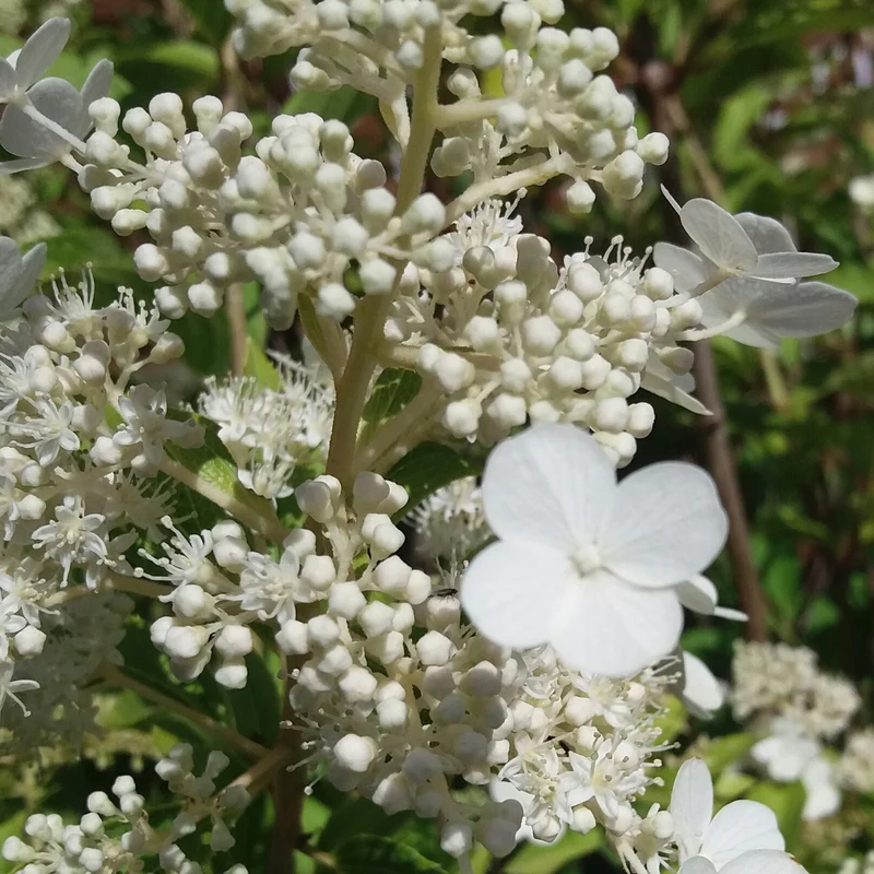 Rispenhortensie 'Kyushu'